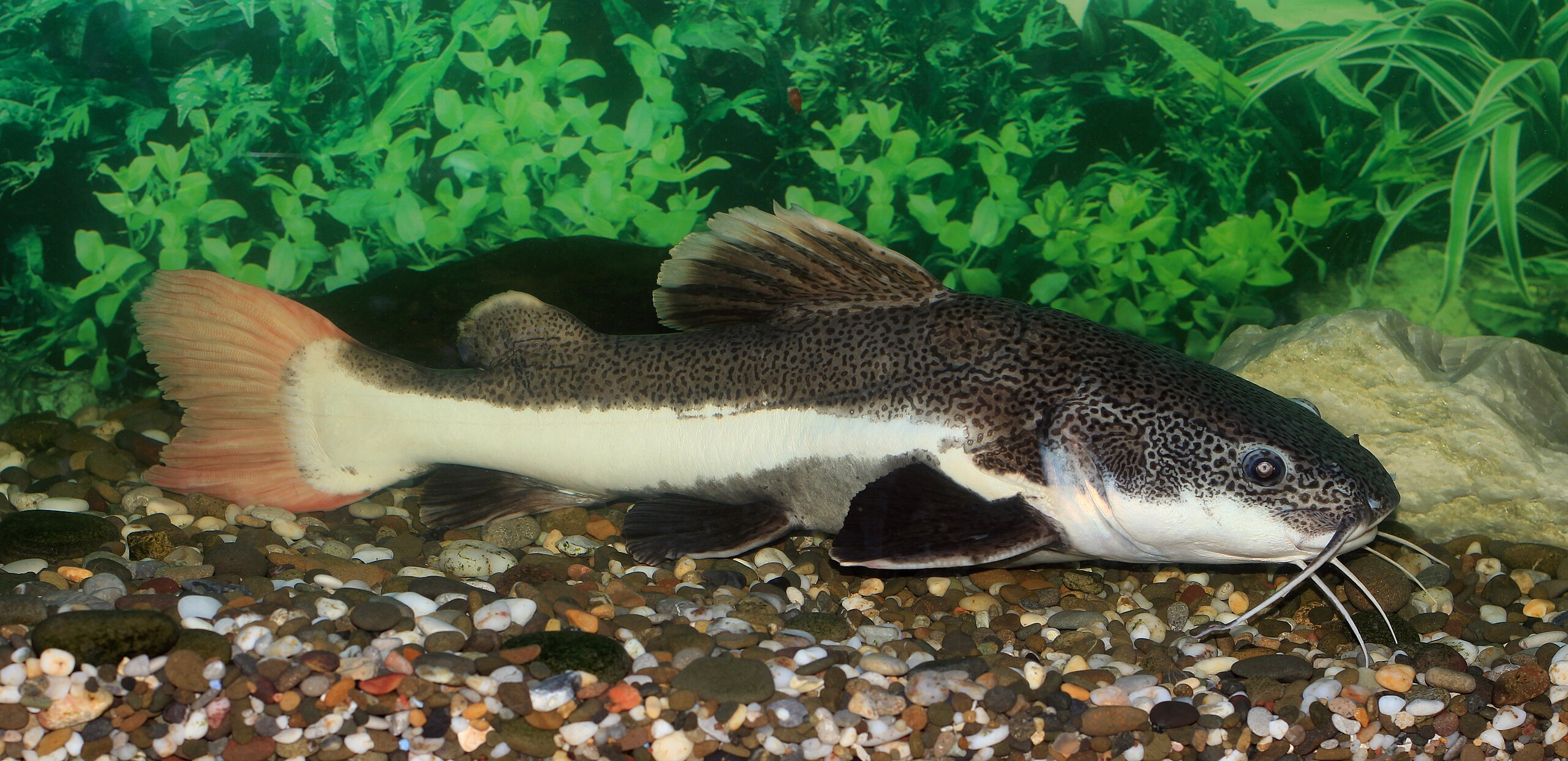 Redtail Catfish (Phractocephalus hemioliopterus) - En Büyük Balık Türü